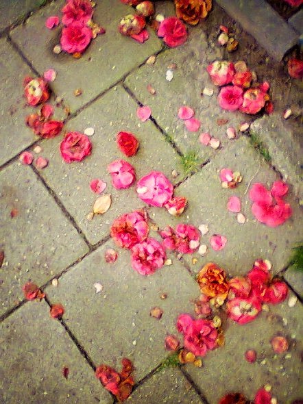 Blossom