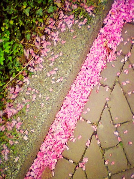 Blossom