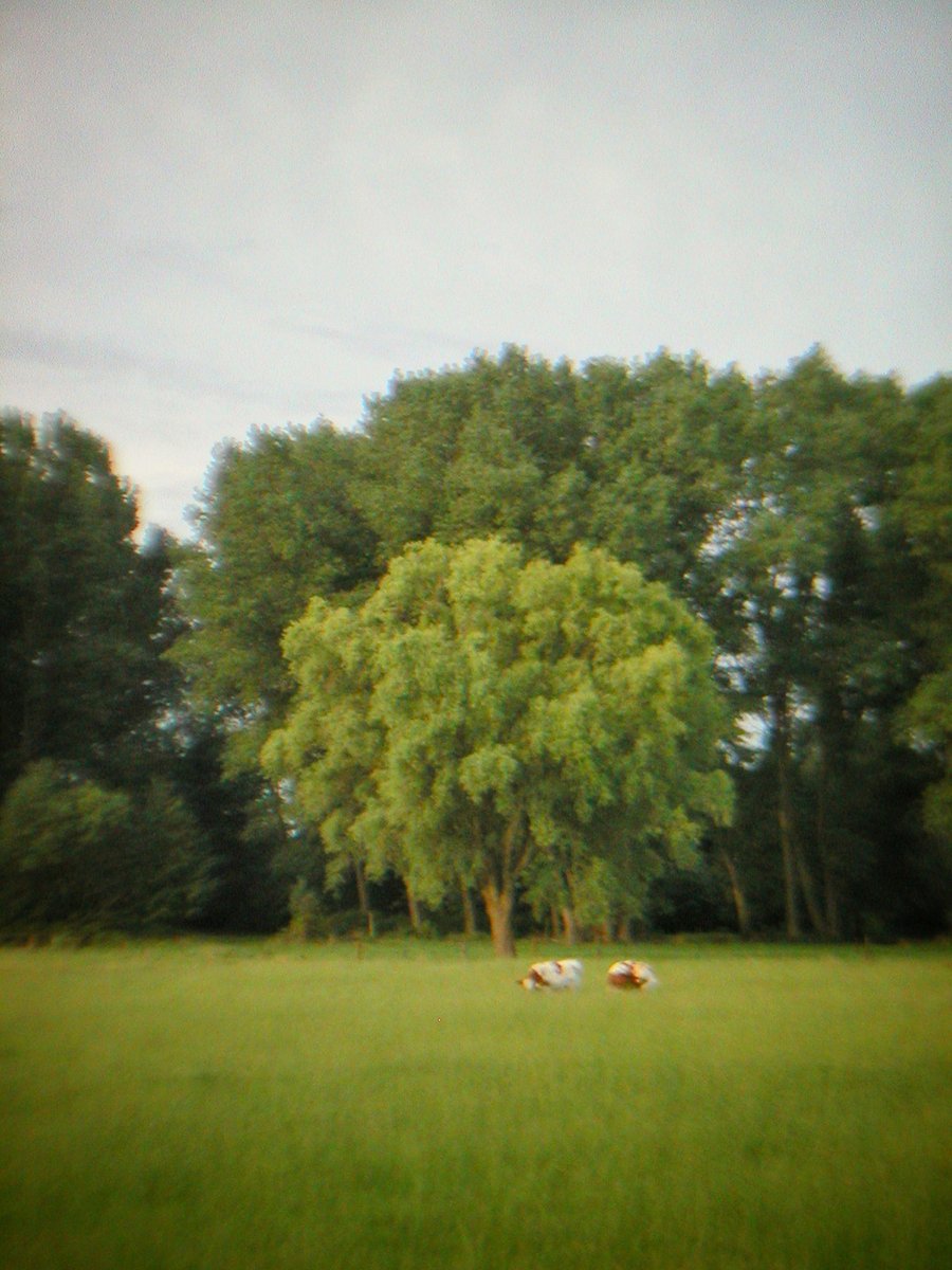 Cows
