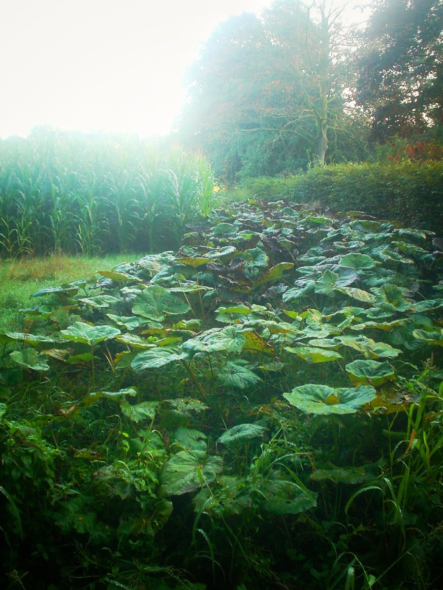 Greenery