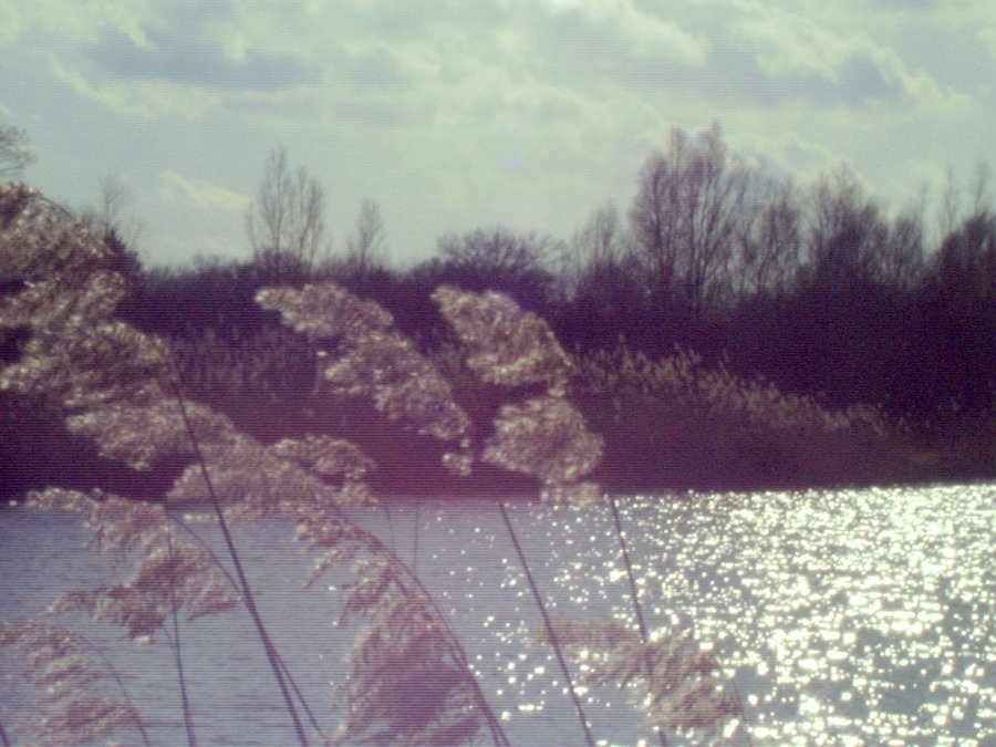Woolde