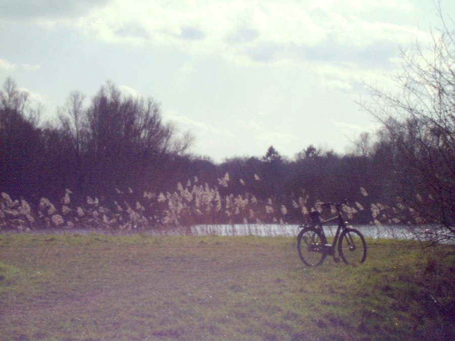 Woolde
