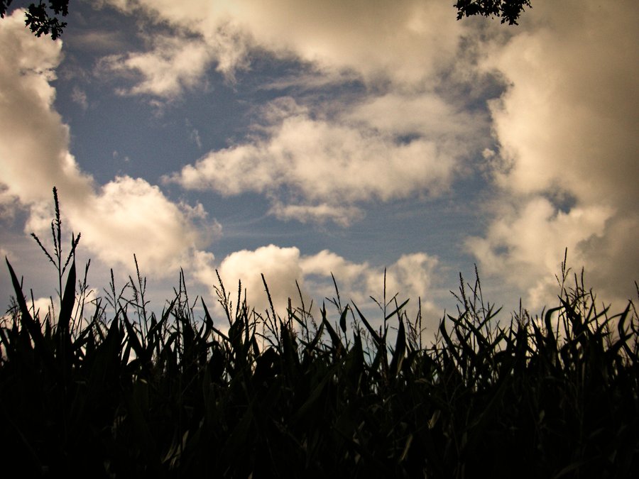 Countryside – Deurningen, the Netherlands
