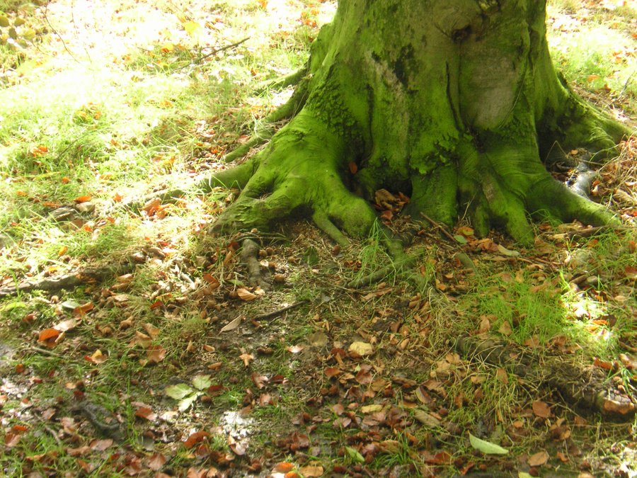 Green explosion – Hengelo, the Netherlands
