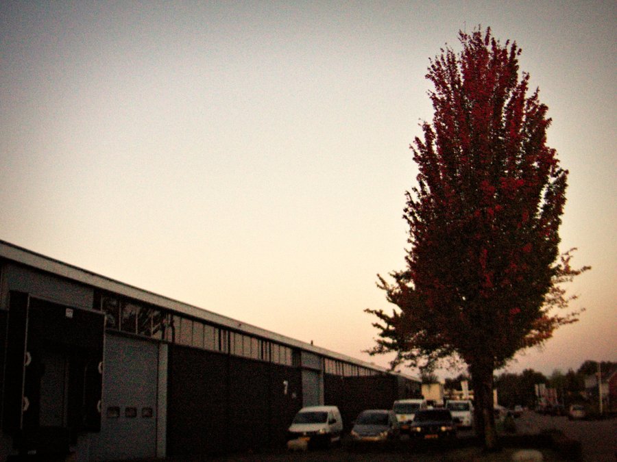 Autumn peeping through – Hengelo, the Netherlands