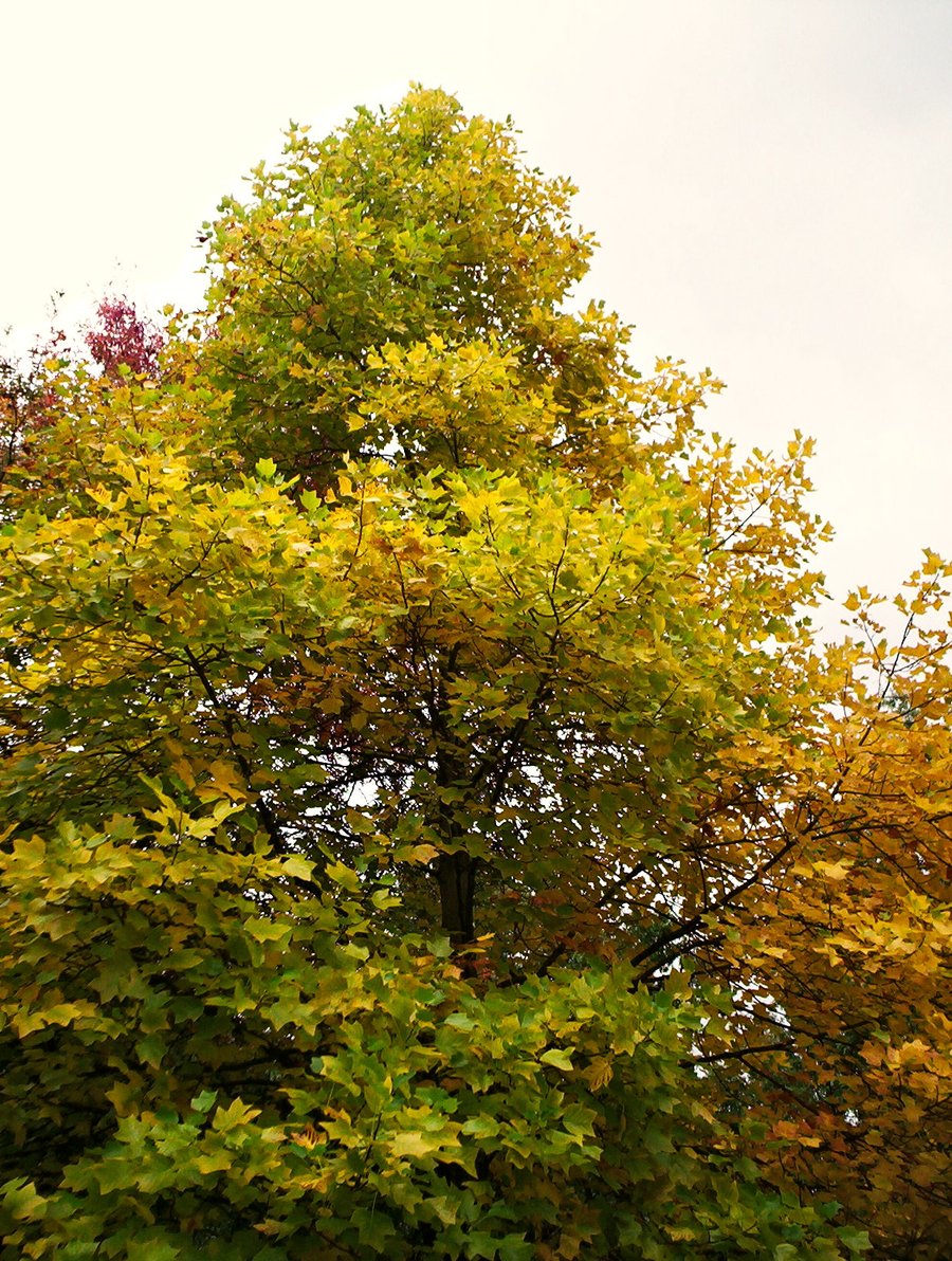 More autumn – Hengelo, the Netherlands
