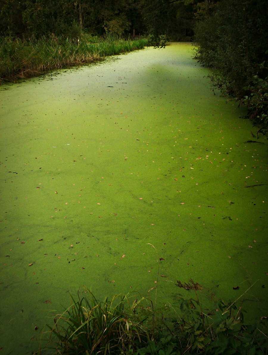 Green stuff – Borne, the Netherlands