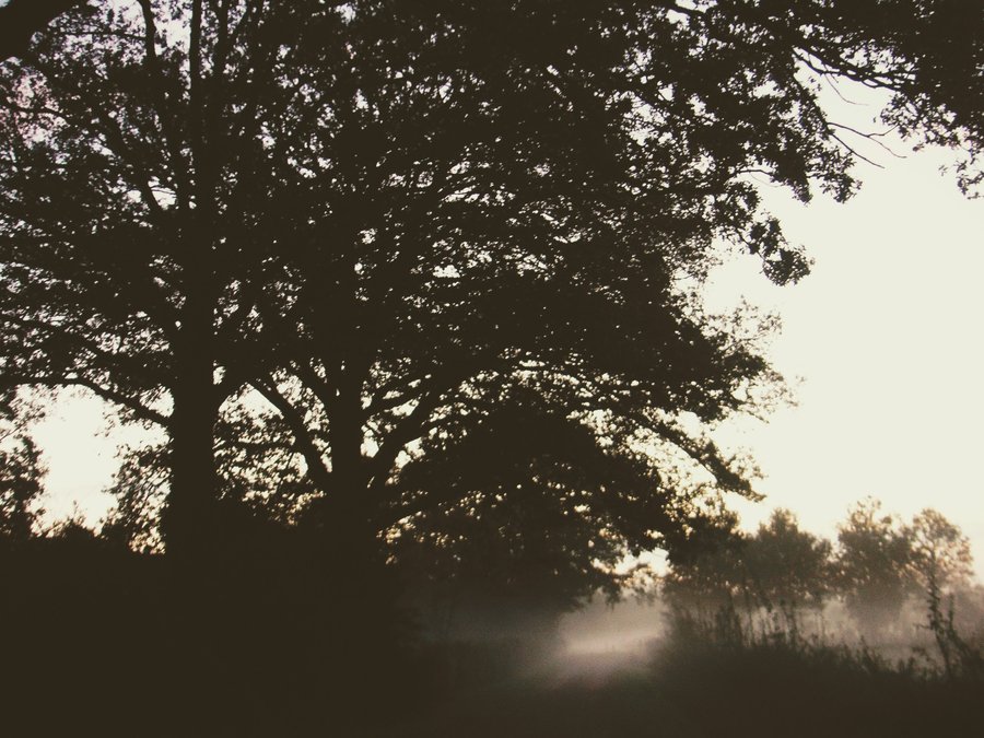 Foggy morning – Hengelo, the Netherlands
