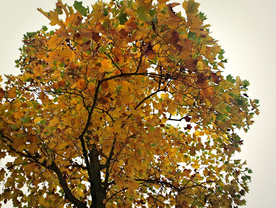 Foliage still attached – Hengelo, the Netherlands