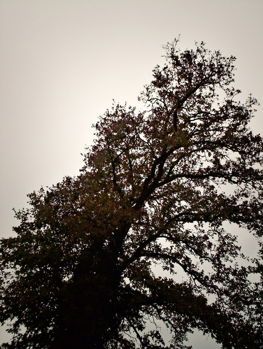 Foliage still attached – Hengelo, the Netherlands