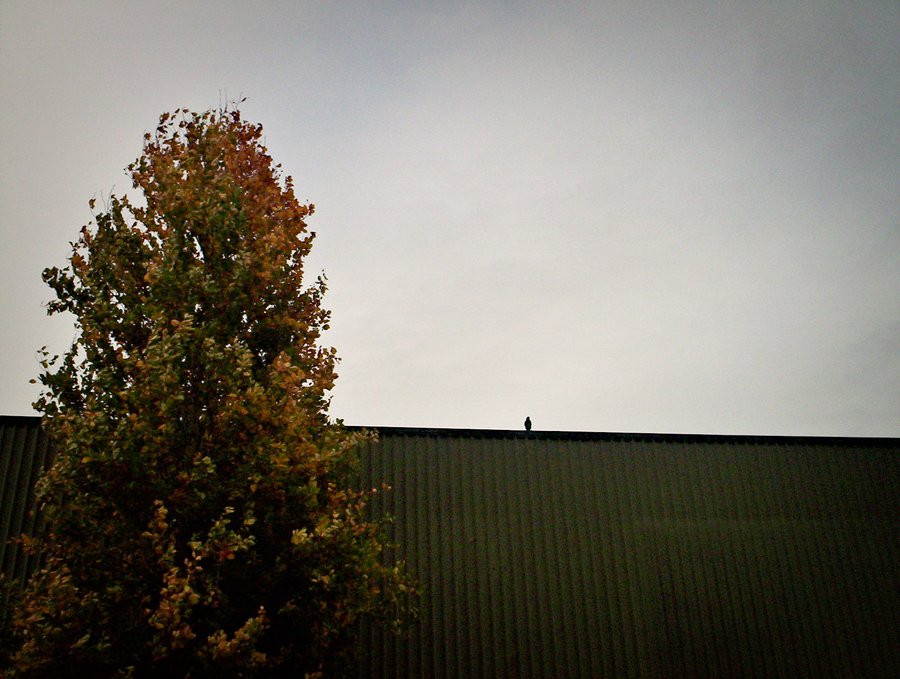 Foliage still attached – Hengelo, the Netherlands