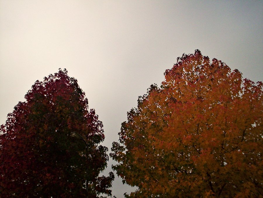 Foliage still attached – Hengelo, the Netherlands