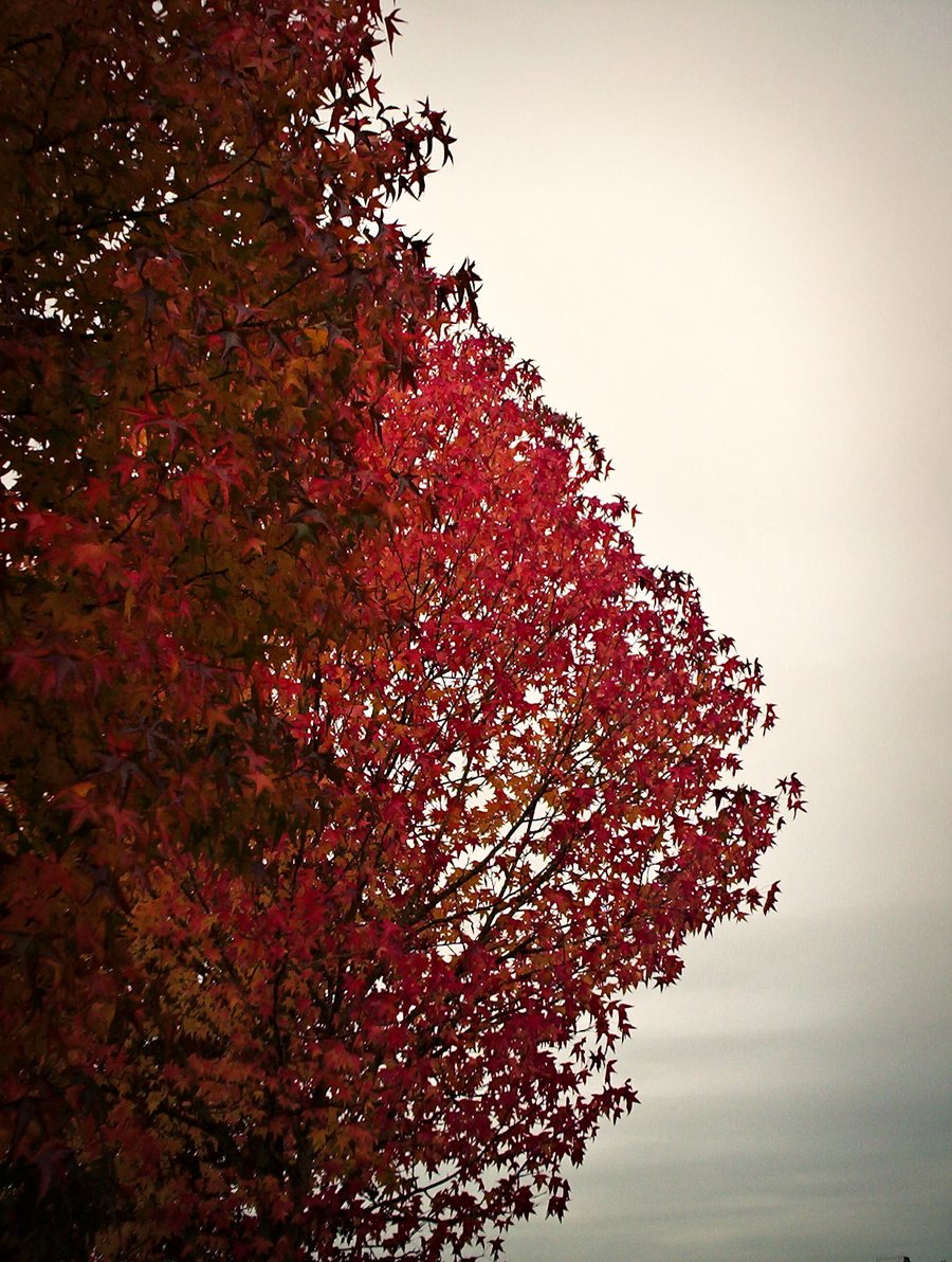 Foliage still attached – Hengelo, the Netherlands