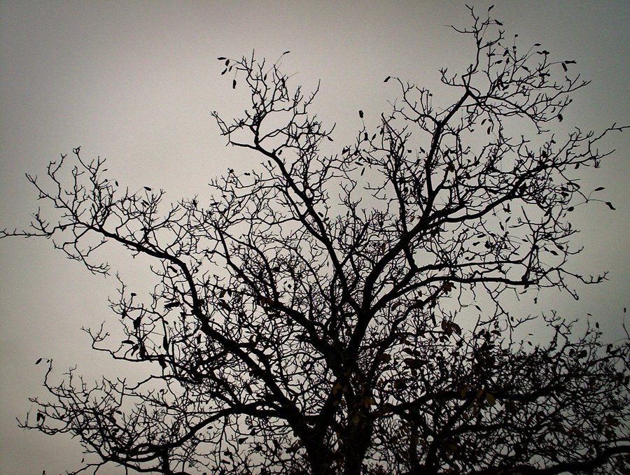 Moody trees – Hengelo, the Netherlands