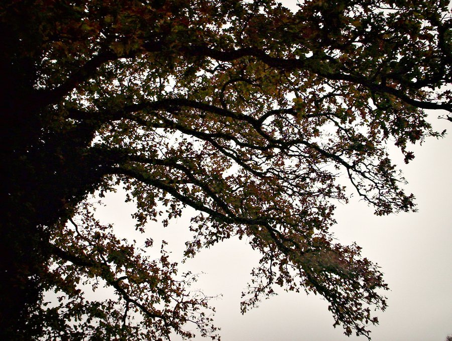Moody trees – Hengelo, the Netherlands