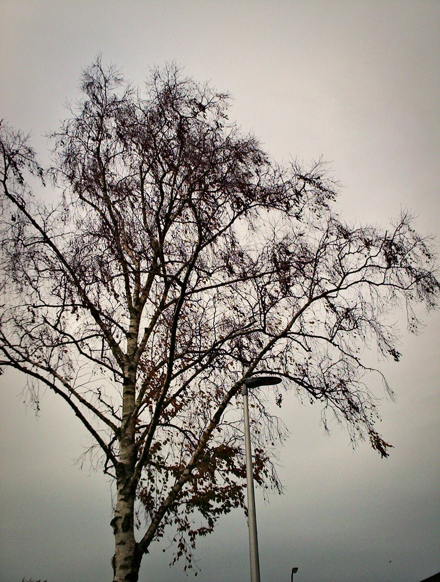 Moody trees – Hengelo, the Netherlands