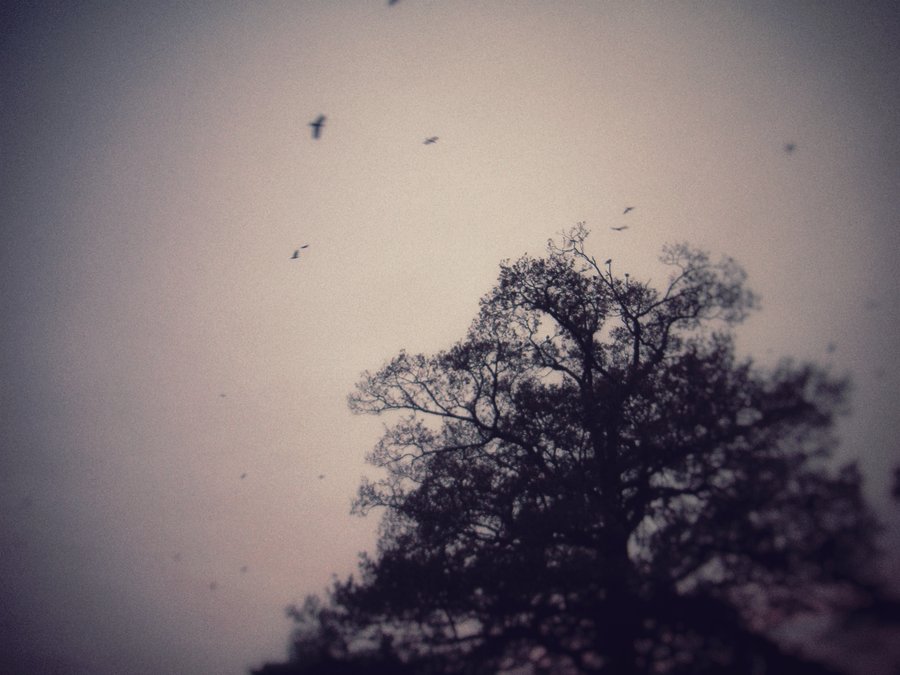 Crows everywhere – Hengelo, the Netherlands