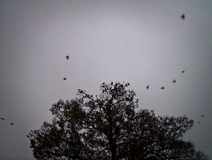 More crows – Hengelo, the Netherlands