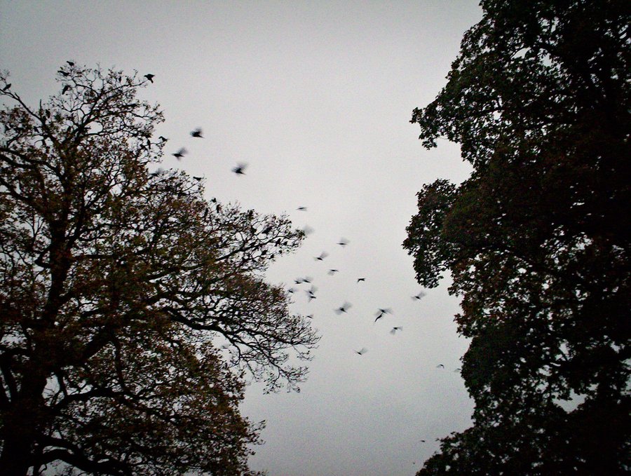 More crows – Hengelo, the Netherlands