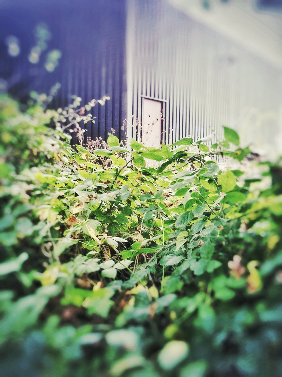 Business premise backyard – Hengelo, the Netherlands
