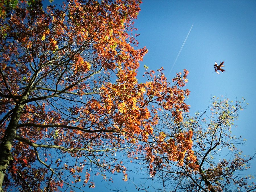 Falling leaves – Hengelo, the Netherlands