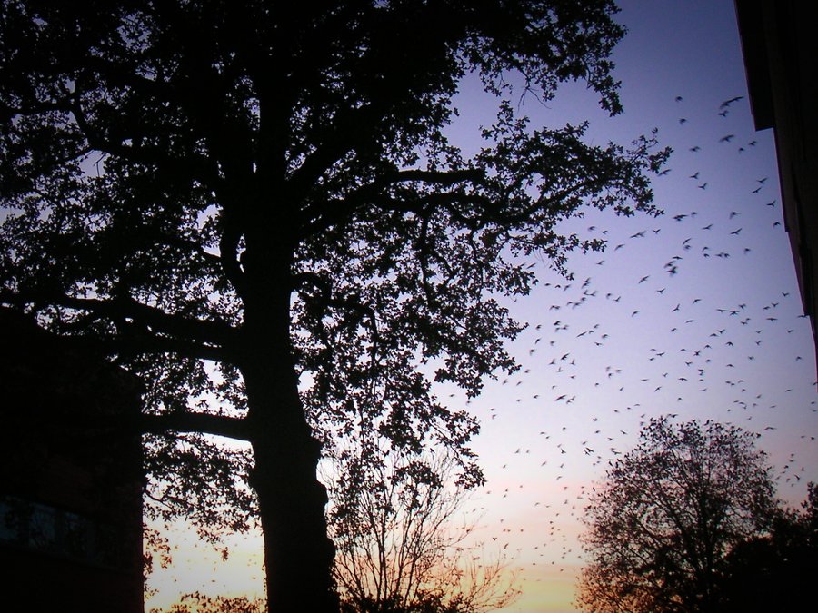 Crows again – Hengelo, the Netherlands
