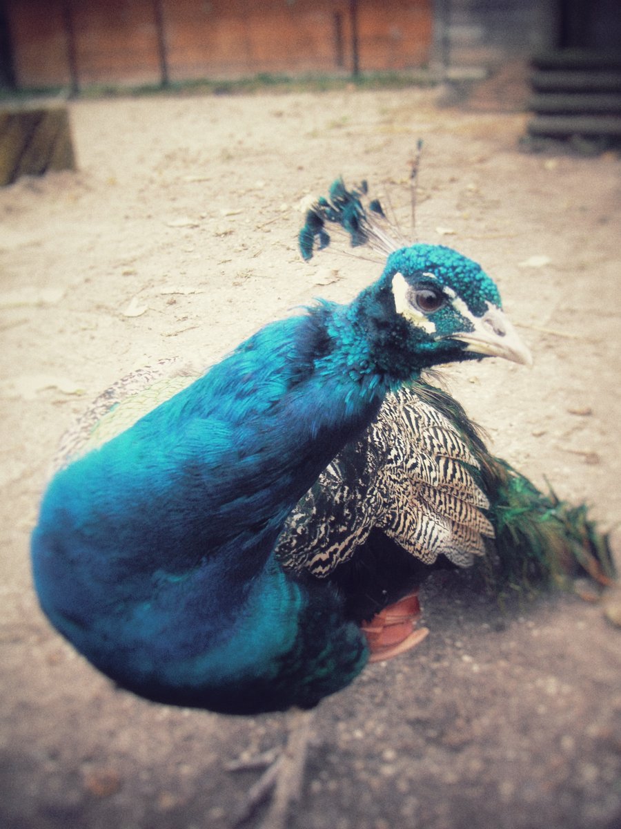 Children’s farm het Weustag – Hengelo, the Netherlands