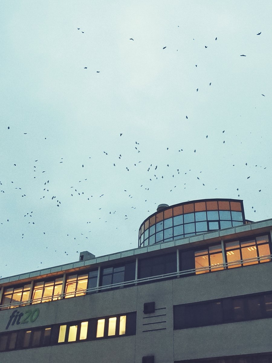 Crows – Hengelo, the Netherlands