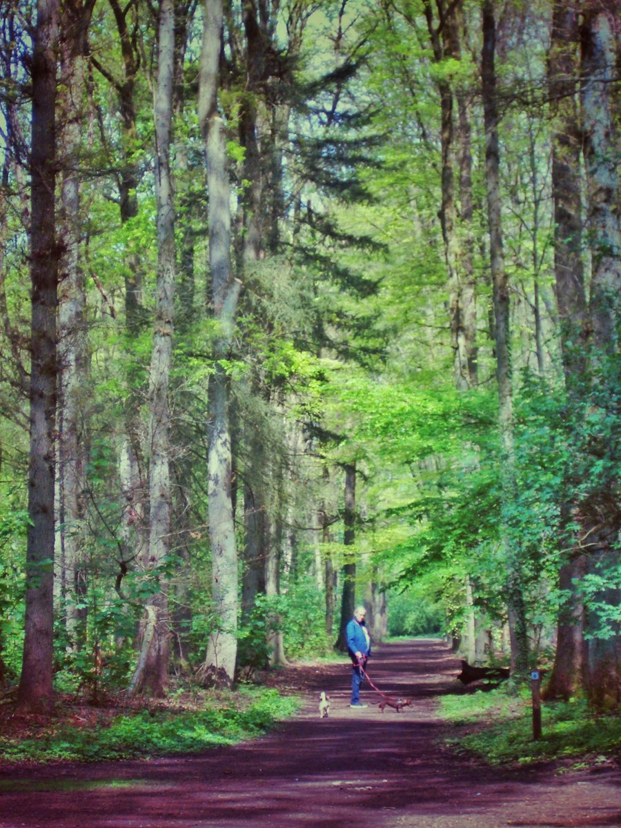 Forest near van Alphenstraat – Hengelo, the Netherlands
