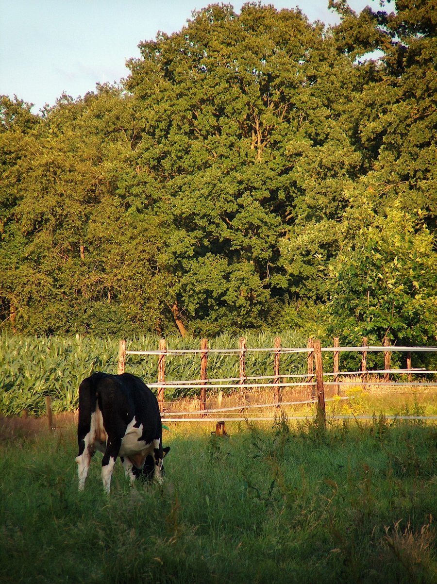 Hasselerbeek area – Hengelo, the Netherlands