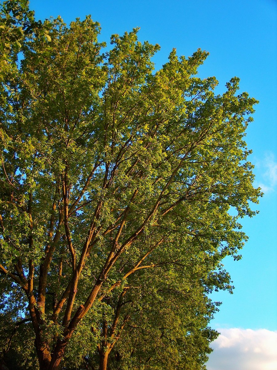 Hasselerbeek area part 2 – Hengelo, the Netherlands