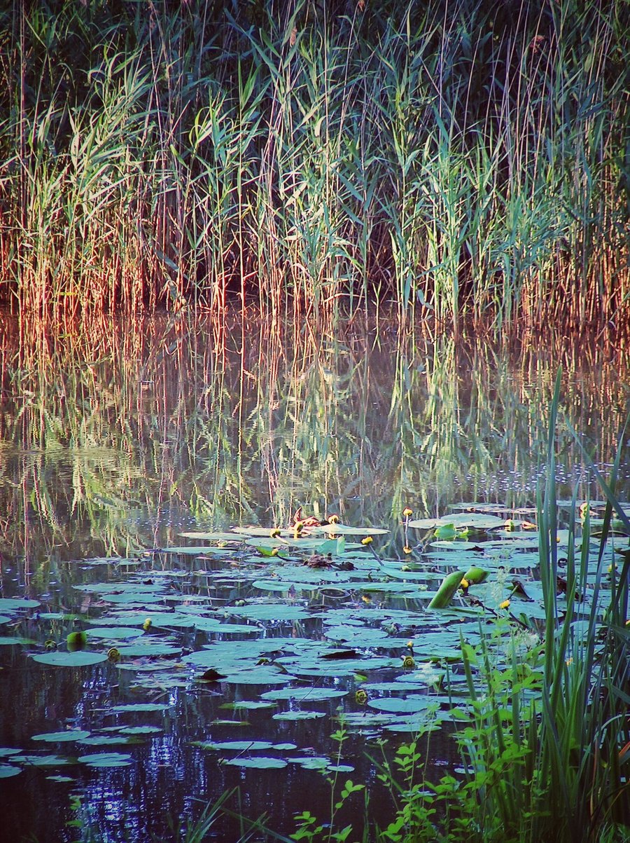 Hasselerbeek area part 2 – Hengelo, the Netherlands