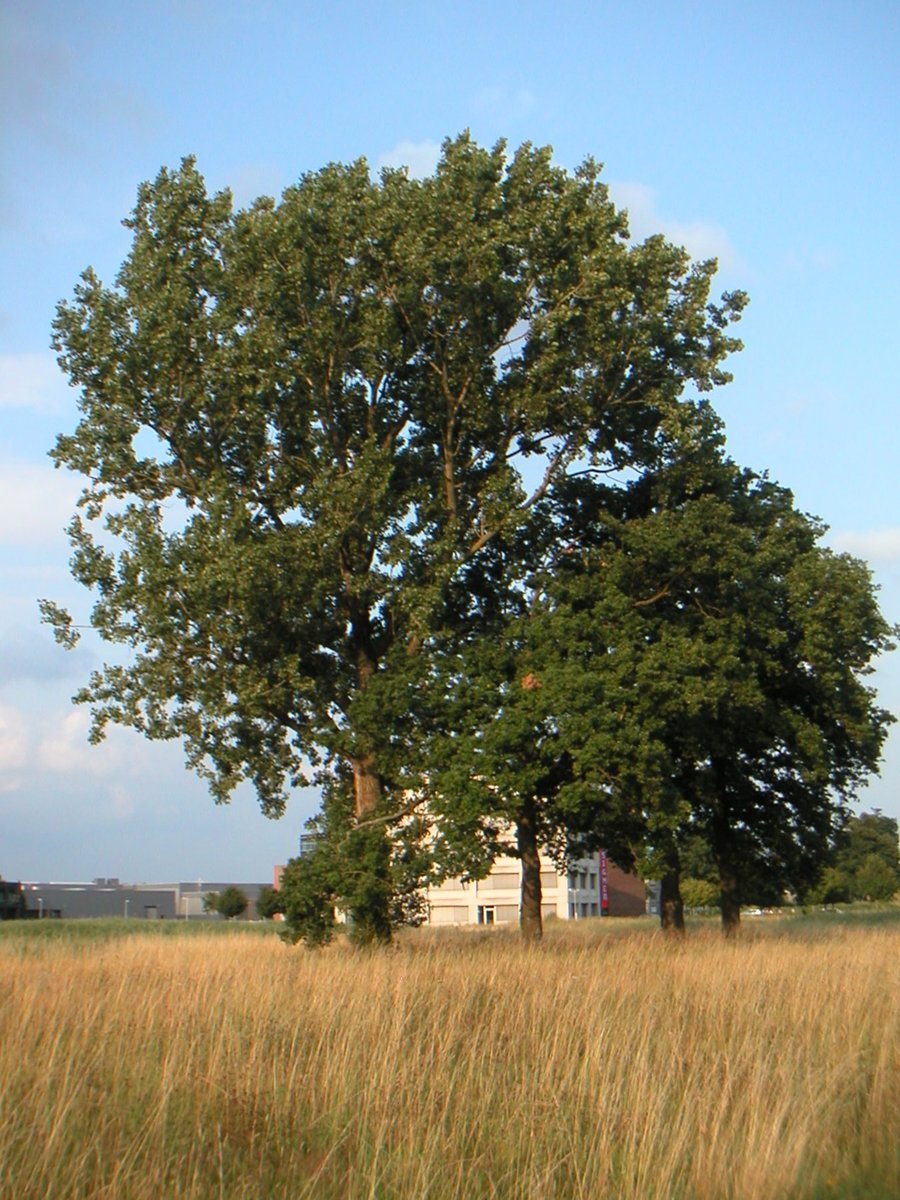 John Maynard Keynesstraat – Hengelo, the Netherlands