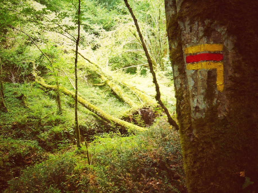 Walk at La Tricherie part 2, France