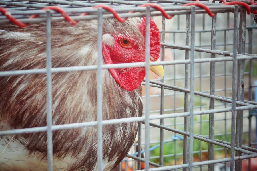 Piégut-Pluviers, France