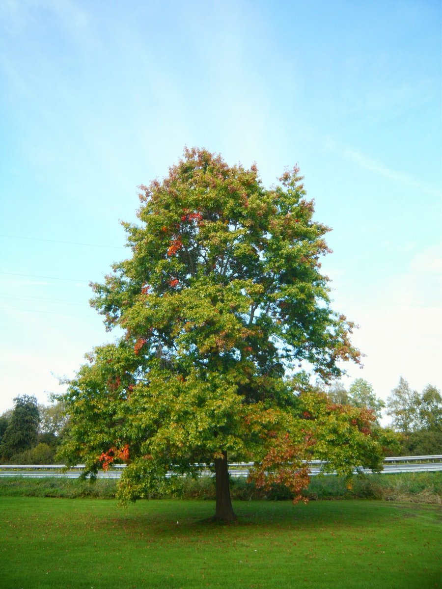 Demmersweg / Hazenweg – Hengelo, the Netherlands
