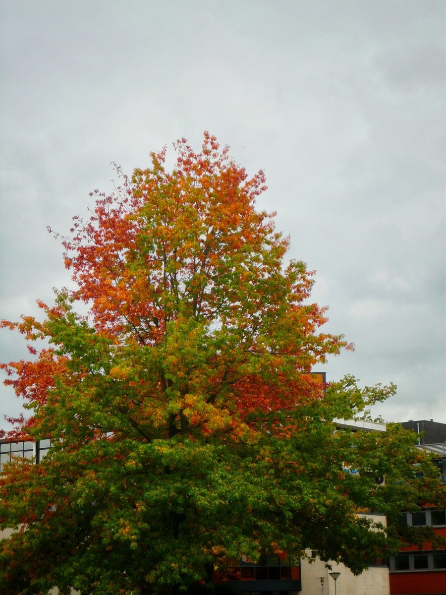 Demmersweg – Hengelo, the Netherlands