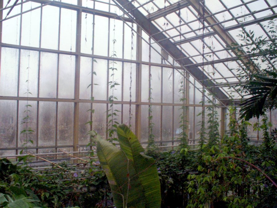 Hortus Botanicus part 1 – Leiden, the Netherlands