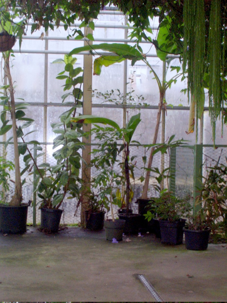 Hortus Botanicus part 1 – Leiden, the Netherlands
