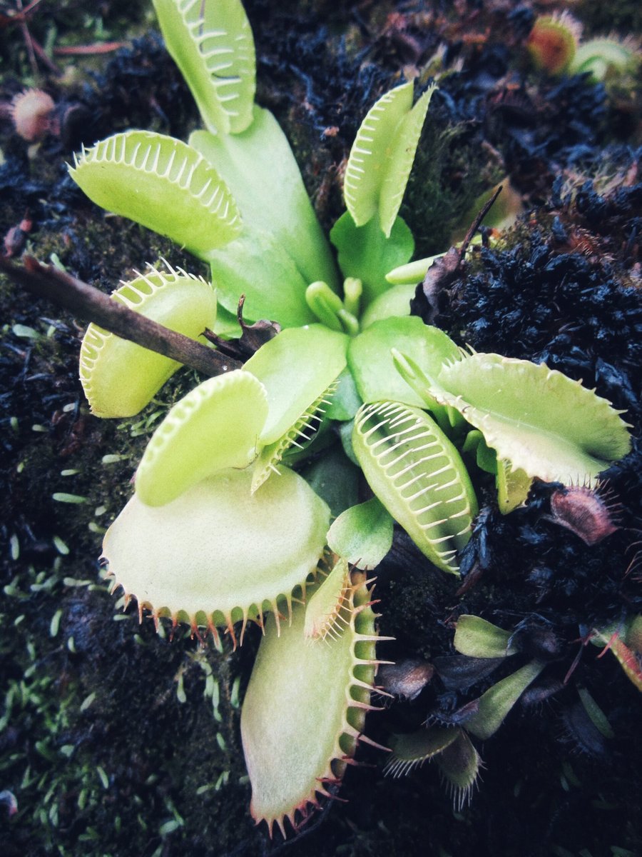 Hortus Botanicus part 2 – Leiden, the Netherlands