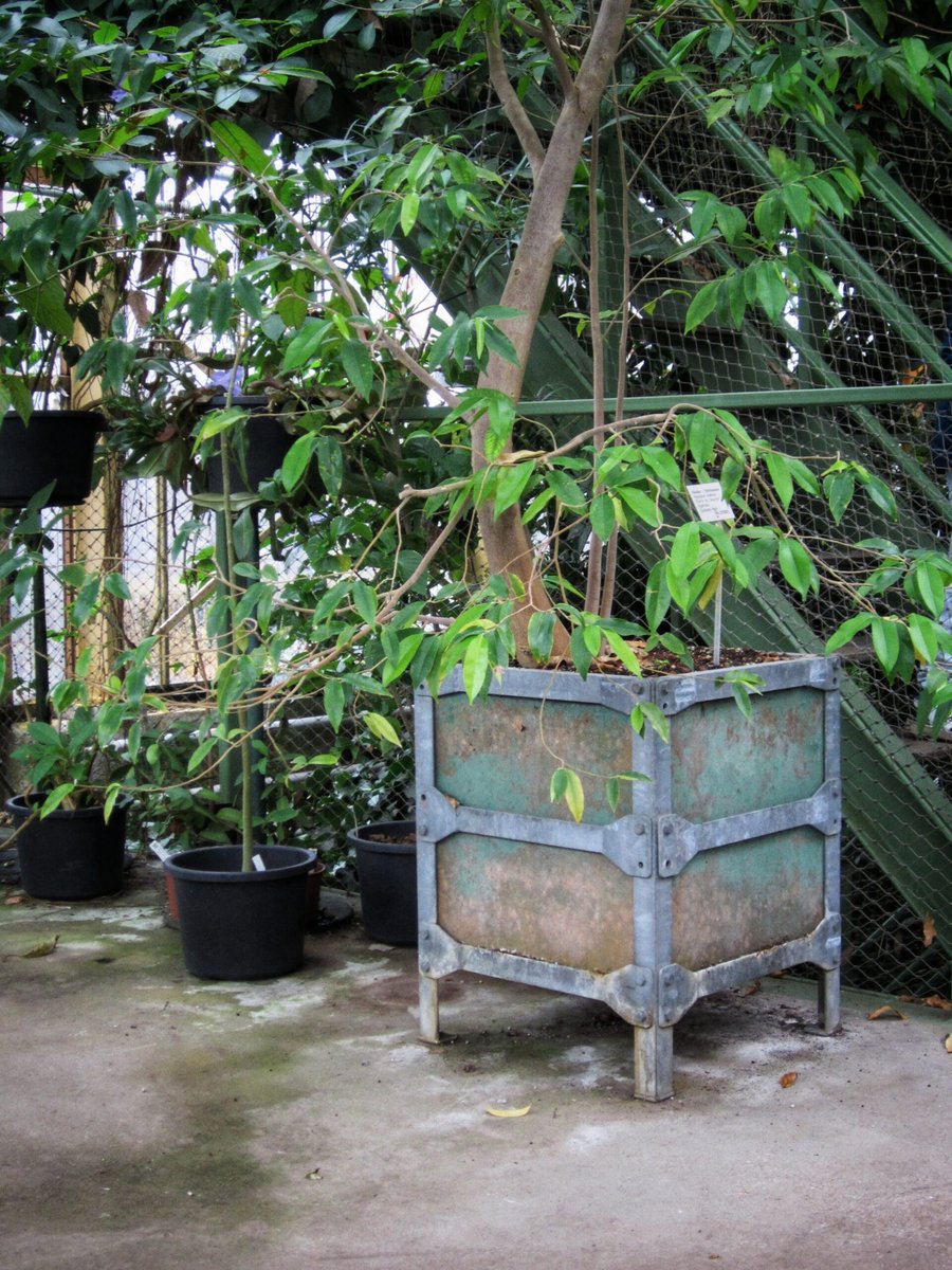 Hortus Botanicus part 2 – Leiden, the Netherlands