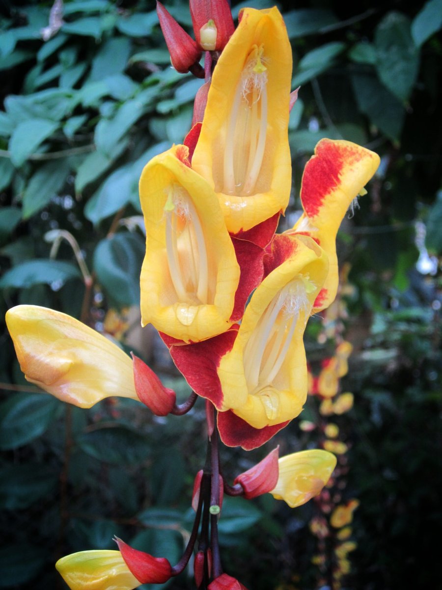 Hortus Botanicus part 2 – Leiden, the Netherlands