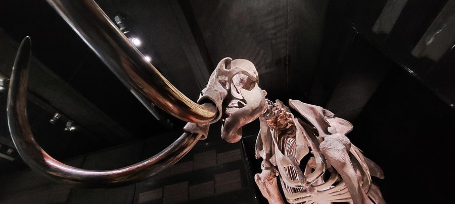 Naturalis part 2 – Leiden, the Netherlands