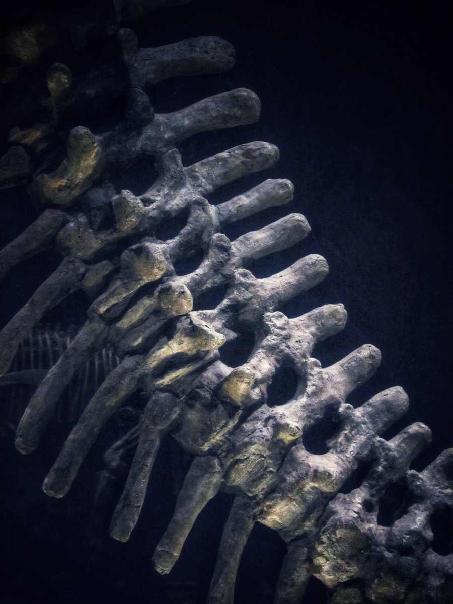 Naturalis part 2 – Leiden, the Netherlands