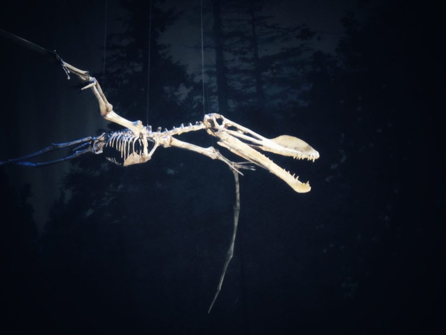 Naturalis part 2 – Leiden, the Netherlands