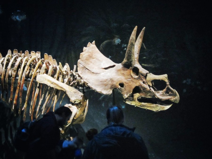 Naturalis part 2 – Leiden, the Netherlands