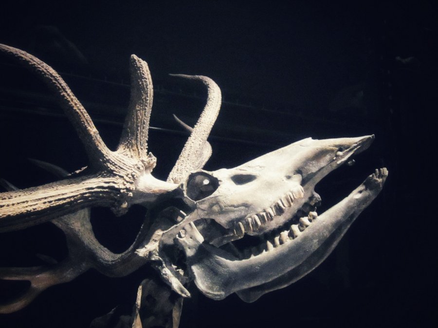 Naturalis part 2 – Leiden, the Netherlands