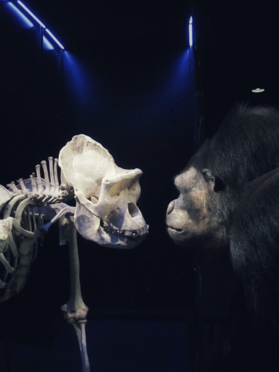 Naturalis part 2 – Leiden, the Netherlands