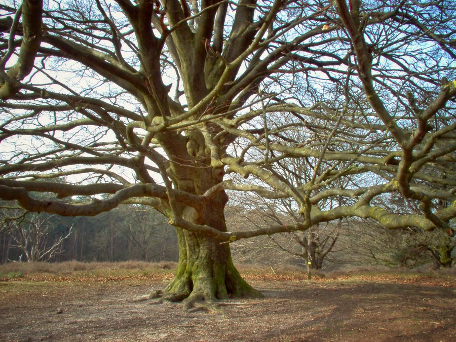 Walk from Rhenen to Velp, part 2