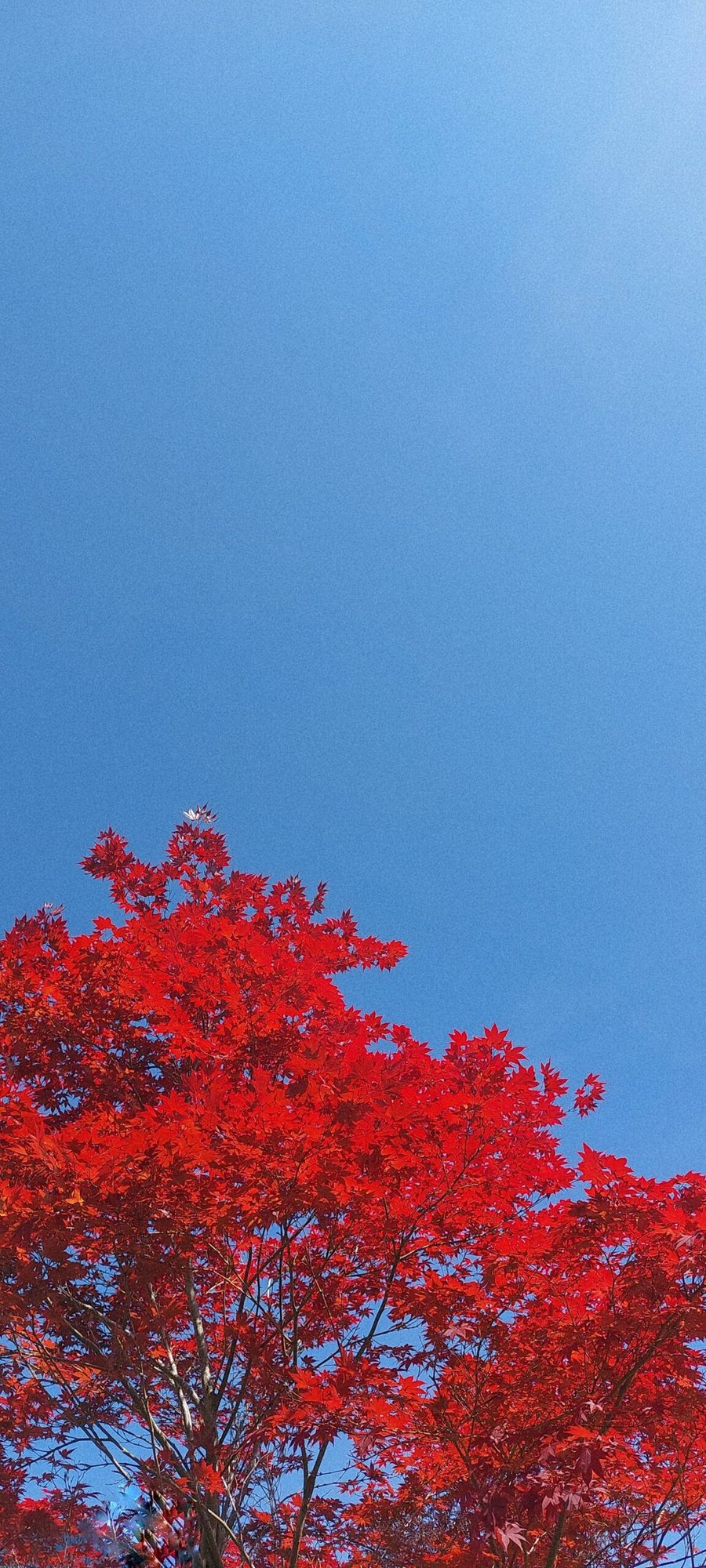 Colors
